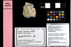 Foto (Objekt + Etiketten) von Galatheites britmelanarum (Robins & Klompmaker, 2019) 